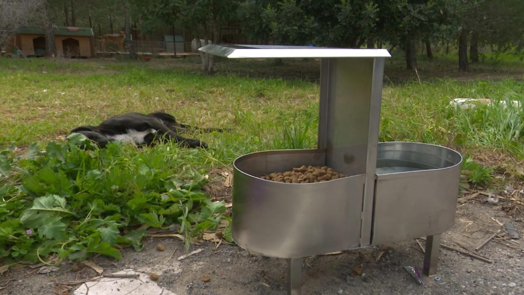 Bellapais Inner Wheel, BRT’deki sokak hayvanlarına su ve yem kabı bağışladı – BRTK