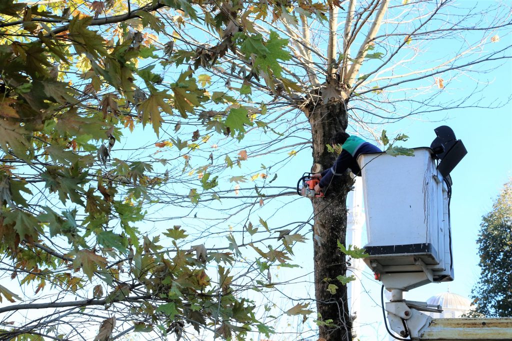 Gazimağusa’da trafikte tehlike arz eden ağaçların budaması yapılacak – BRTK