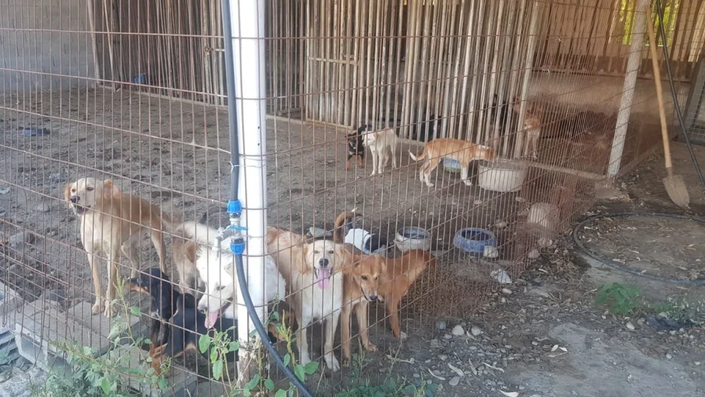 Güzelyurt Hayvanları Koruma Derneği kısırlaştırma projelerinin devamını talep etti – BRTK