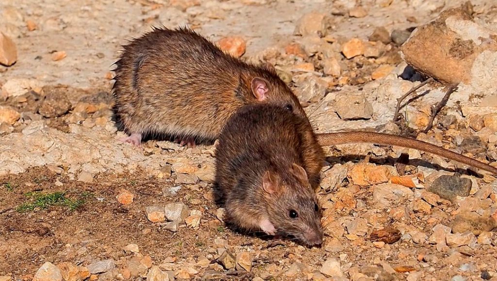 Şehirlerde sıçan artışının nedeni belli oldu