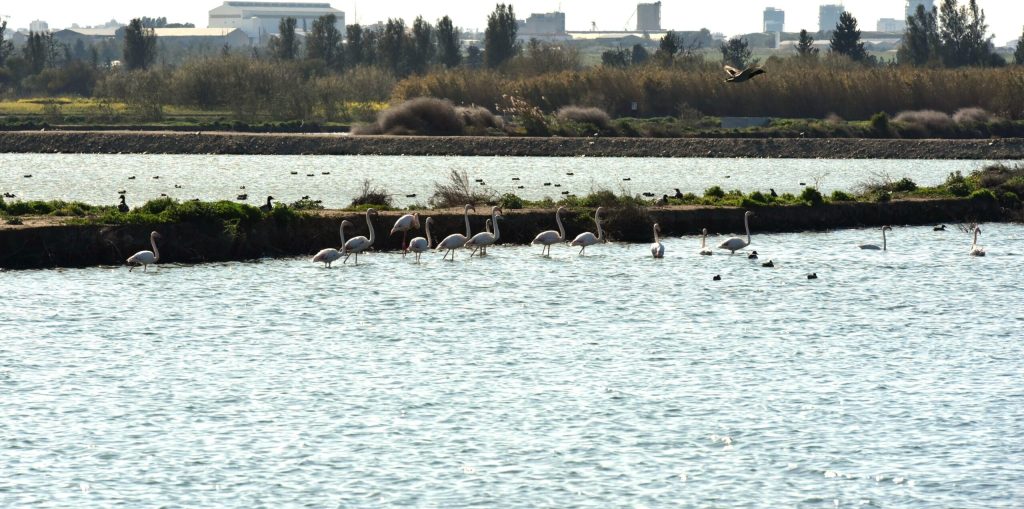 Sulak alanların en göz alıcı konukları flamingoların sayısı azalıyor – BRTK