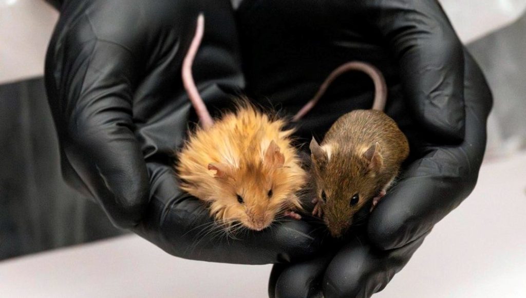 Mamut tüylü fare şaşkınlık yarattı: Tükenmiş türler için tarihi adım – Son Dakika Dünya Haberleri