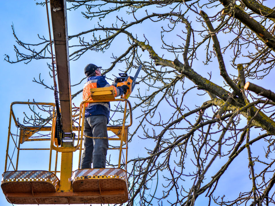 Gazimağusa’da Kaliland bölgesi ağaç budaması nedeniyle trafiğe kapatılacak – BRTK
