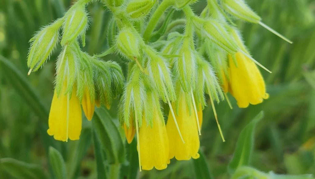 Türk bilim insanı yeni bir bitki türü keşfetti: Finlandiya kökenli dergide yayımlandı
