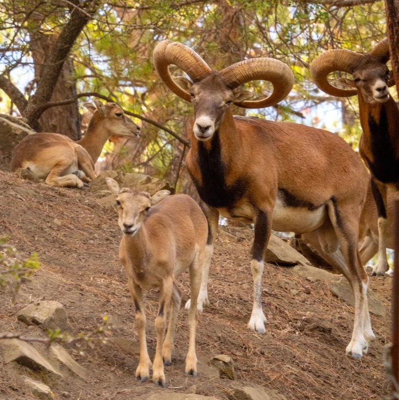 Kıbrıs’taki muflon sayısı üç bine ulaştı – BRTK