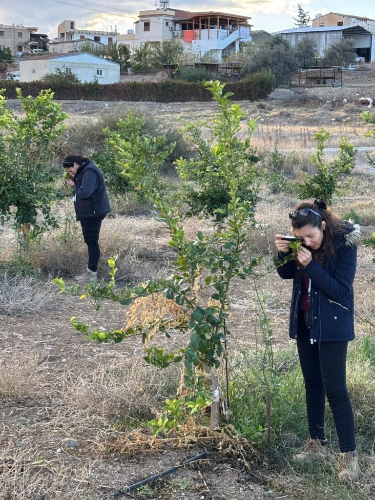 Tarım Bakanlığı zararlıya karşı biyolojik mücadelesini sürdürüyor – BRTK