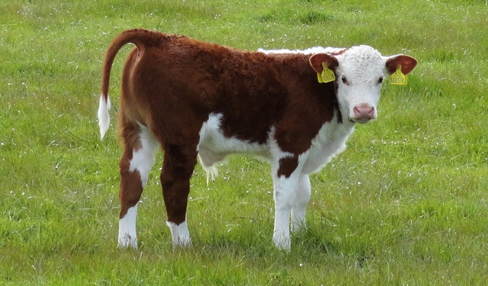 Devlet Üretme Çiftlikleri 4 kasaplık buzağıyı satışa çıkardı – BRTK