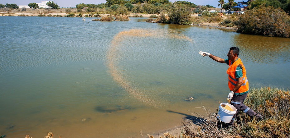 Gazimağusa Belediyesi sivrisineklere yönelik biyolojik mücadelesini sürdürüyor – BRTK