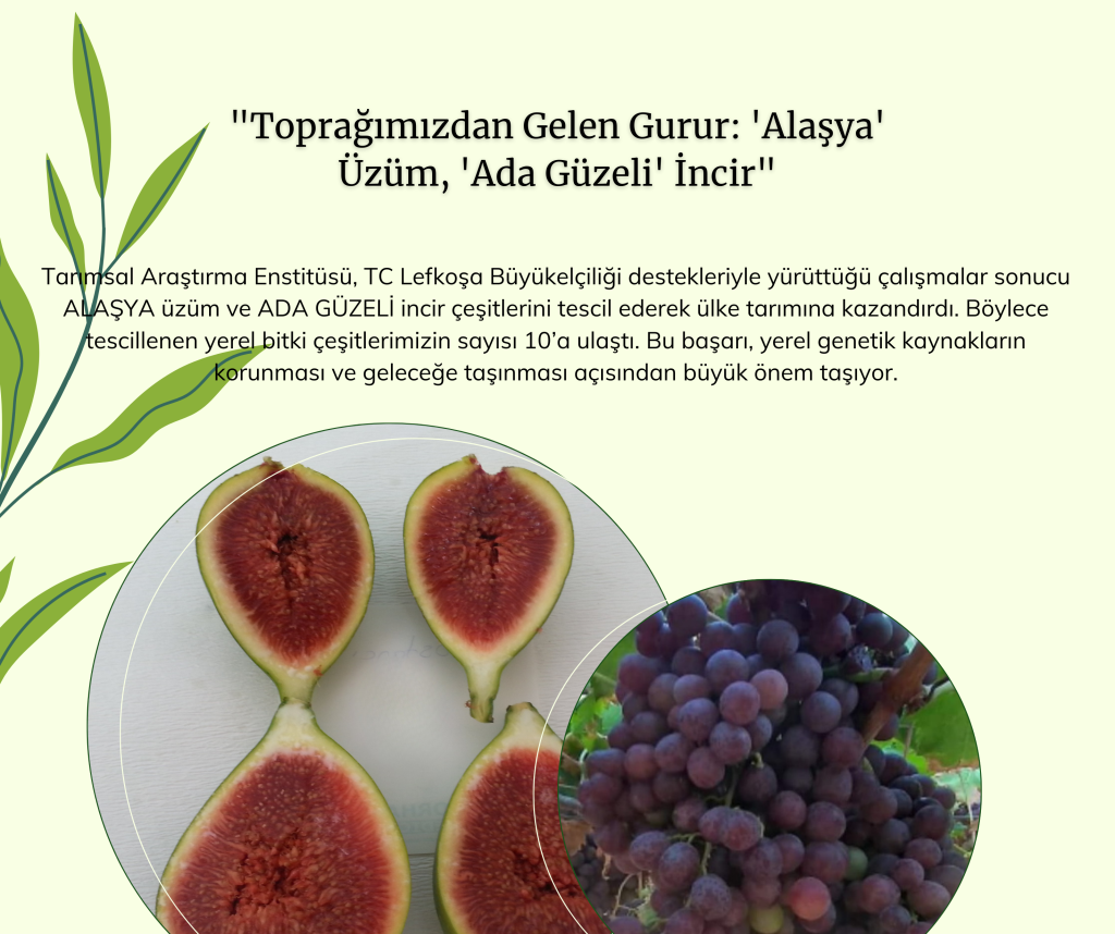 Tarımsal Araştırma Enstitüsü’nün yürüttüğü çalışmalar kapsamında “Alaşya” ve “Ada Güzeli” tescillendi – BRTK