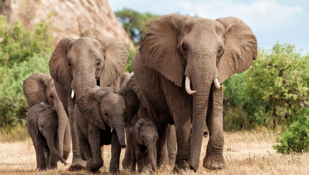 Fil saldırılarına yeni önlem: Takip sistemi devreye sokuldu – Son Dakika Dünya Haberleri