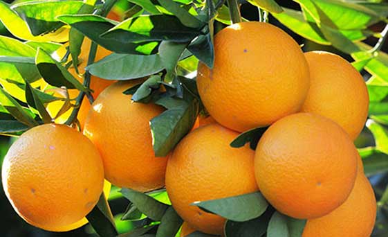 Narenciye Üreticileri Birliği, Cypfruvex’i ödemeleri bir an önce yapmaya çağırdı – BRTK