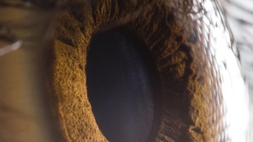 Bilim insanları görmeyi geri getiren ilaç geliştirdi – BRTK