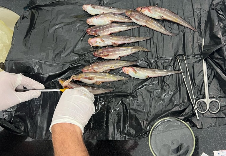 Tarım ve Doğal Kaynaklar Bakanlığı’ndan Çizgili Yılan Kedi Balığı hakkında bilgilendirme… – BRTK