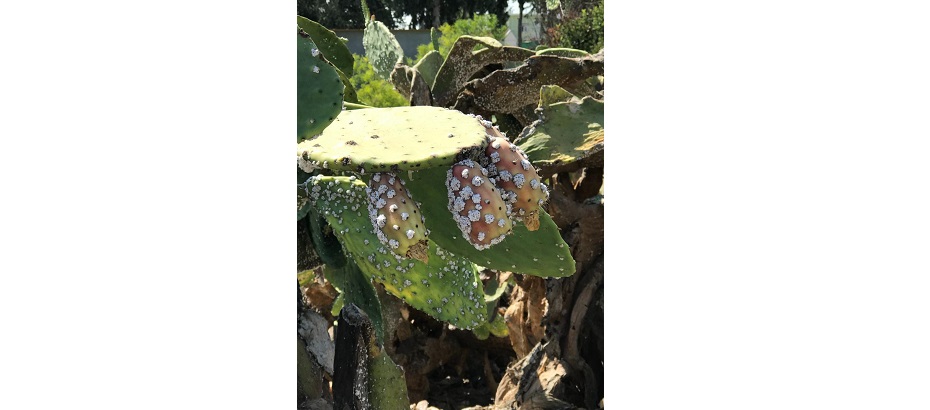 Kırmızı Palmiye Böceği ve Kaktüs Koşnili Zararlıları ile Alternatif Mücadele Yöntemleri eğitimi verilecek – BRTK