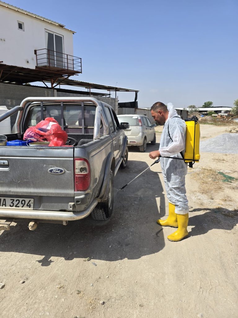 Veteriner Dairesi’nin koyun keçi çiçek hastalığına karşı aşılama çalışmaları sürüyor – BRTK