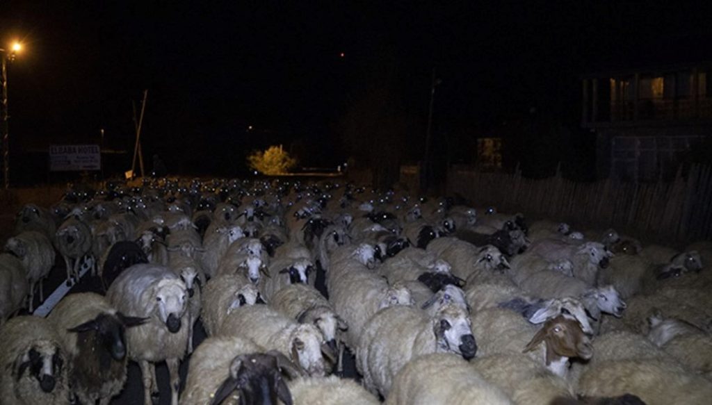 Otomobil sürünün arasına daldı – Son Dakika Türkiye Haberleri
