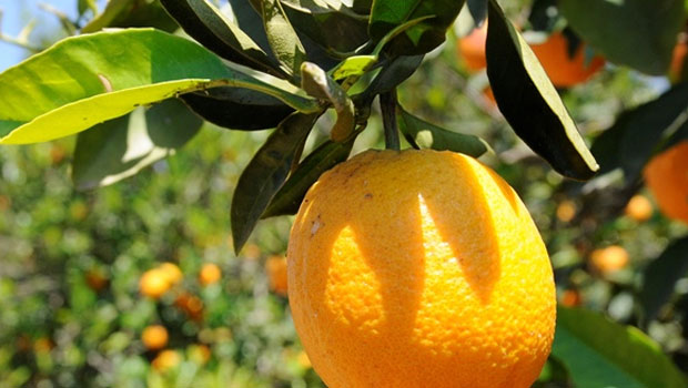 Narenciye Üreticiler Birliği:Ürünü Cypfruvex’e vereli 8 ay oldu, ancak ödeme konusunda hiçbir çalışma yok – BRTK