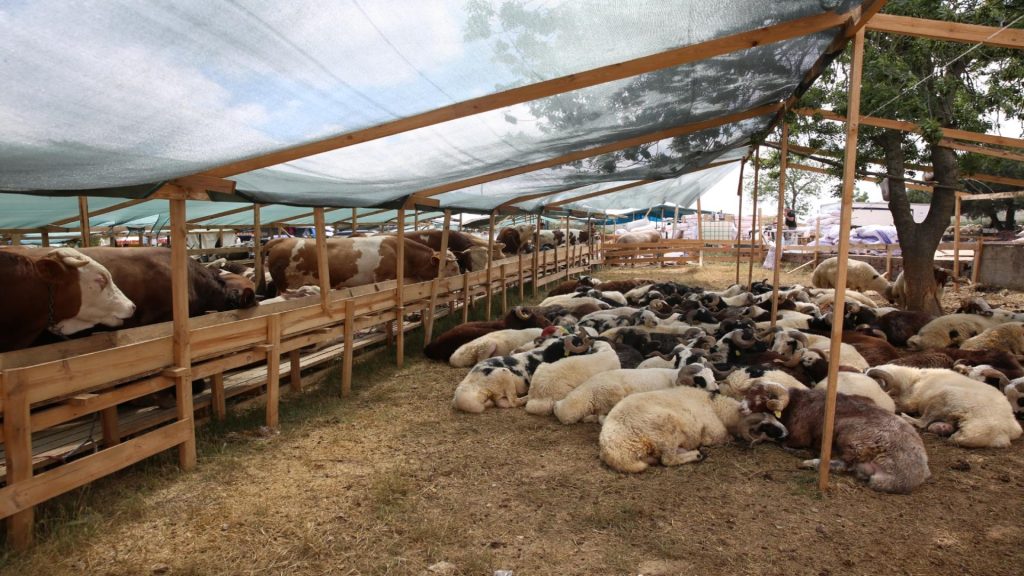 Kurban eti nasıl kesilmeli ve saklanmalı? – BRTK