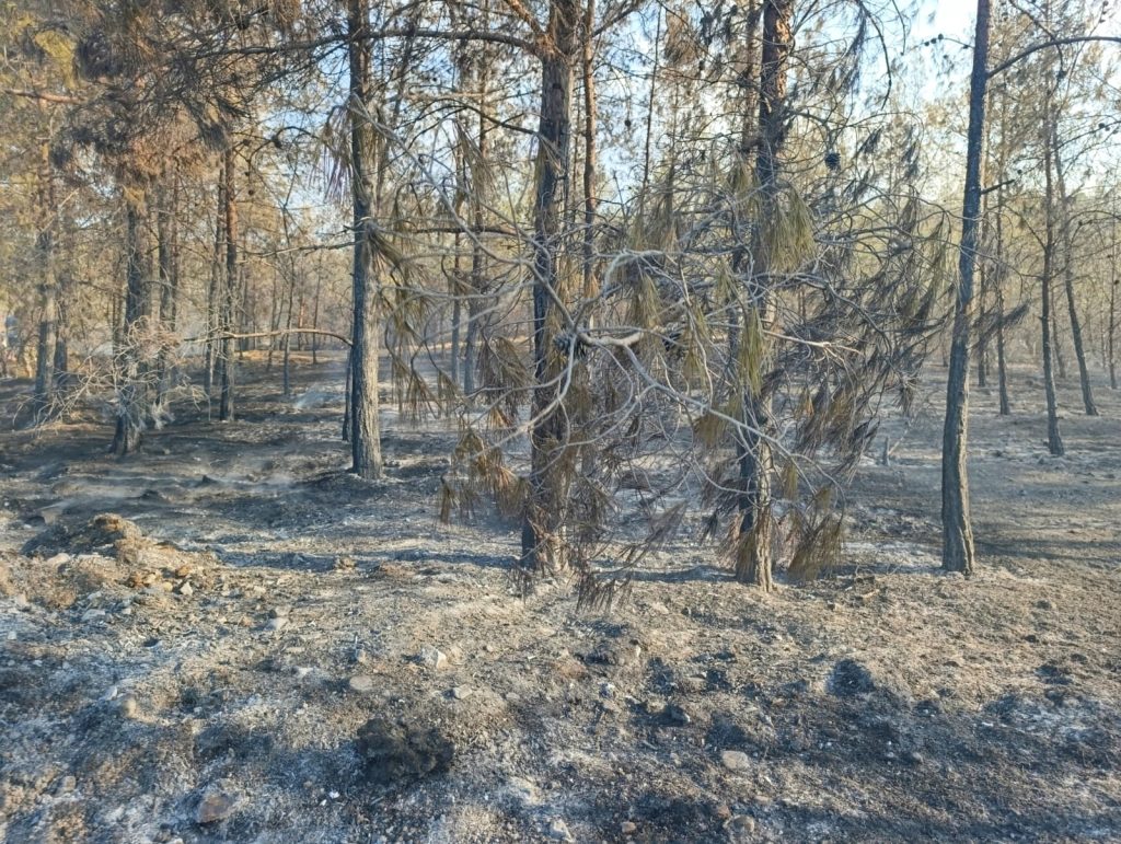 Çamlıköy’de yangın. 210 çam ağacı yandı – BRTK