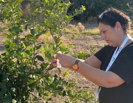 Turunçgil zararlısına karşı biyolojik mücadele.. Doğaya 36 bin parazitoit bırakıldı – BRTK