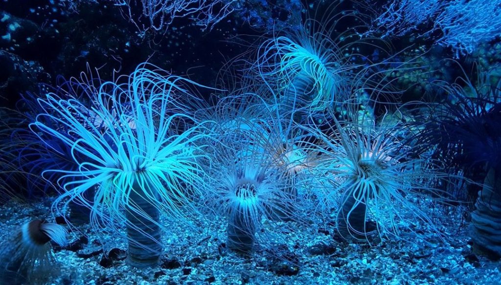 Okyanuslarda yüzlerce “dev virüs” tespit edildi – Son Dakika Teknoloji Haberleri