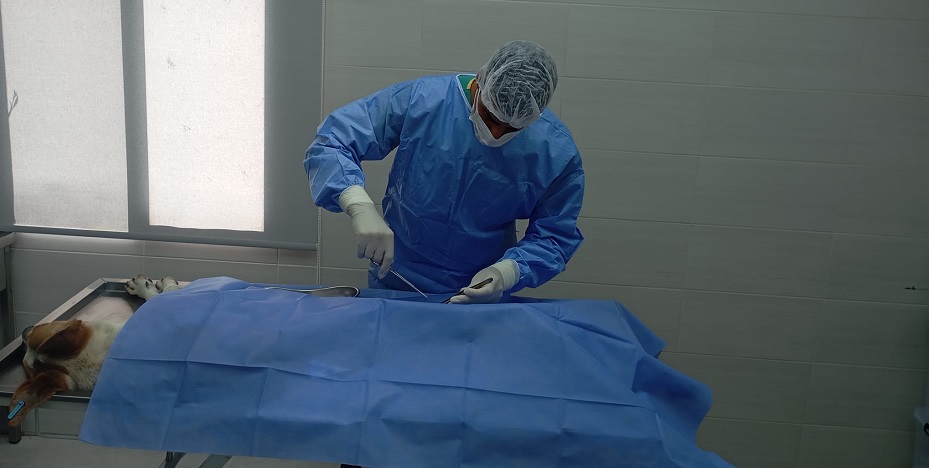 Girne Belediyesi bininci sokak köpeğini kısırlaştırdı – BRTK