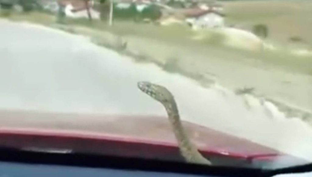 Seyir halindeki otomobilin kaputundan yılan çıktı – Son Dakika Yaşam Haberleri