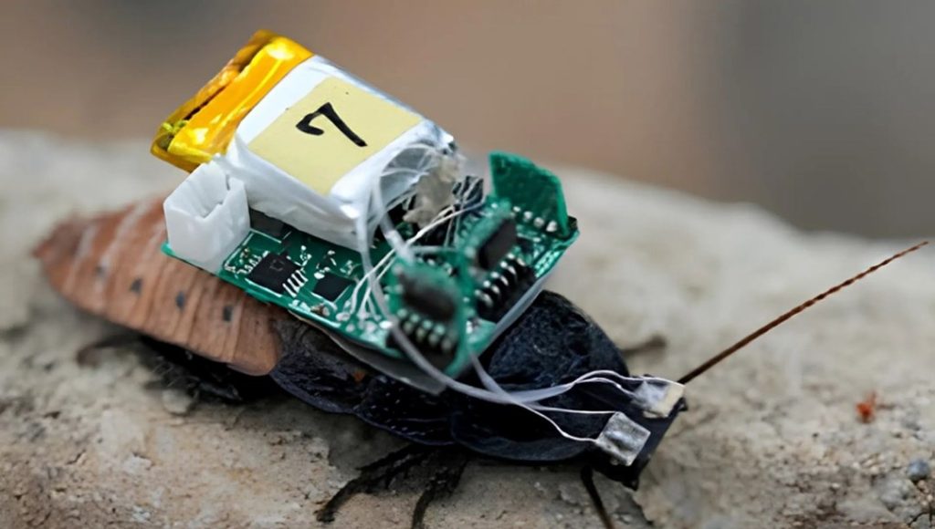 Siborg böcekler çağı geliyor: Hamamböceklerine kask takıldı – Son Dakika Teknoloji Haberleri