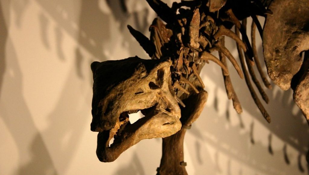 Köpek büyüklüğünde dinozor keşfedildi – Son Dakika Teknoloji Haberleri