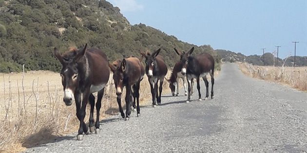 Karpaz Koruma Derneği, Dipkarpaz’a Enformasyon Dairesi açılmasını talep etti – BRTK