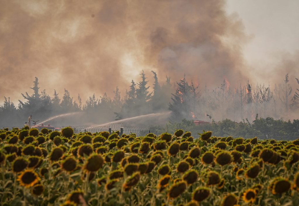 Tekirdağ’da çıkan orman yangını Çanakkale’ye sıçradı – BRTK