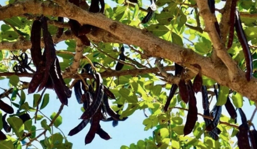 Girne’de harup toplamaya başlama tarihi 15 Ağustos…