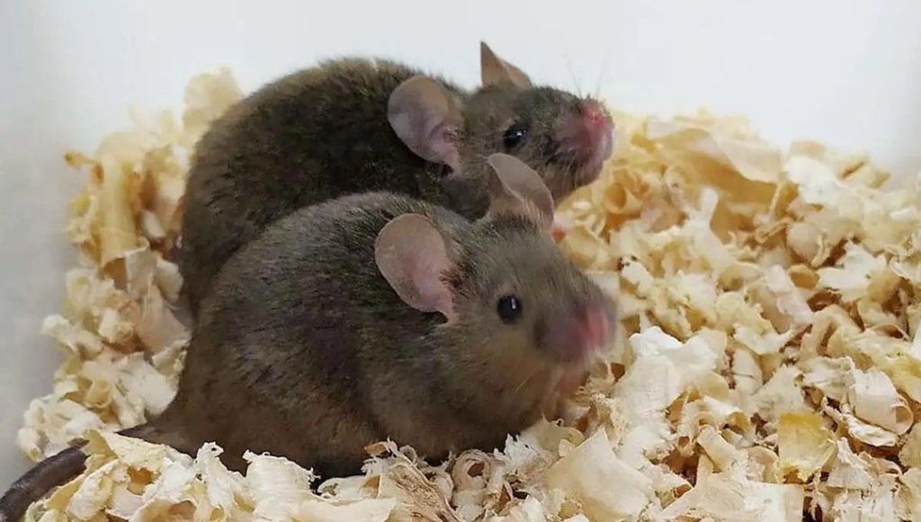 Genetikte devrim: İki babadan dünyaya gelen farelerin yavruları oldu – Son Dakika Teknoloji Haberleri