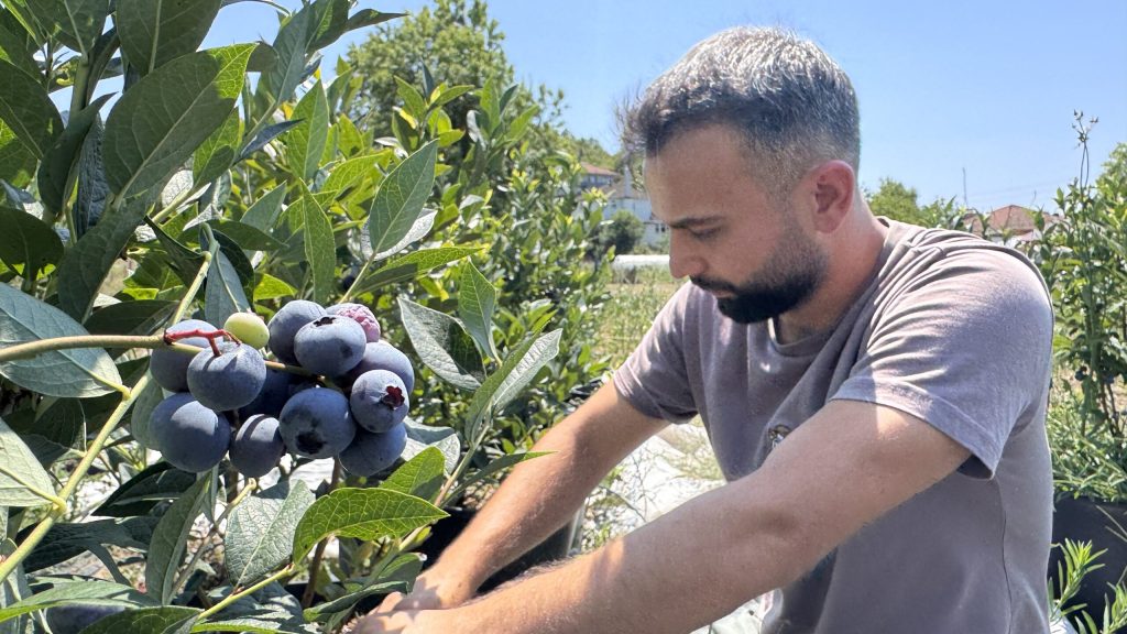 KKTC’deki öğrencilik yıllarında tadından etkilendiği yaban mersininin Zonguldak’ta üreticisi oldu – BRTK