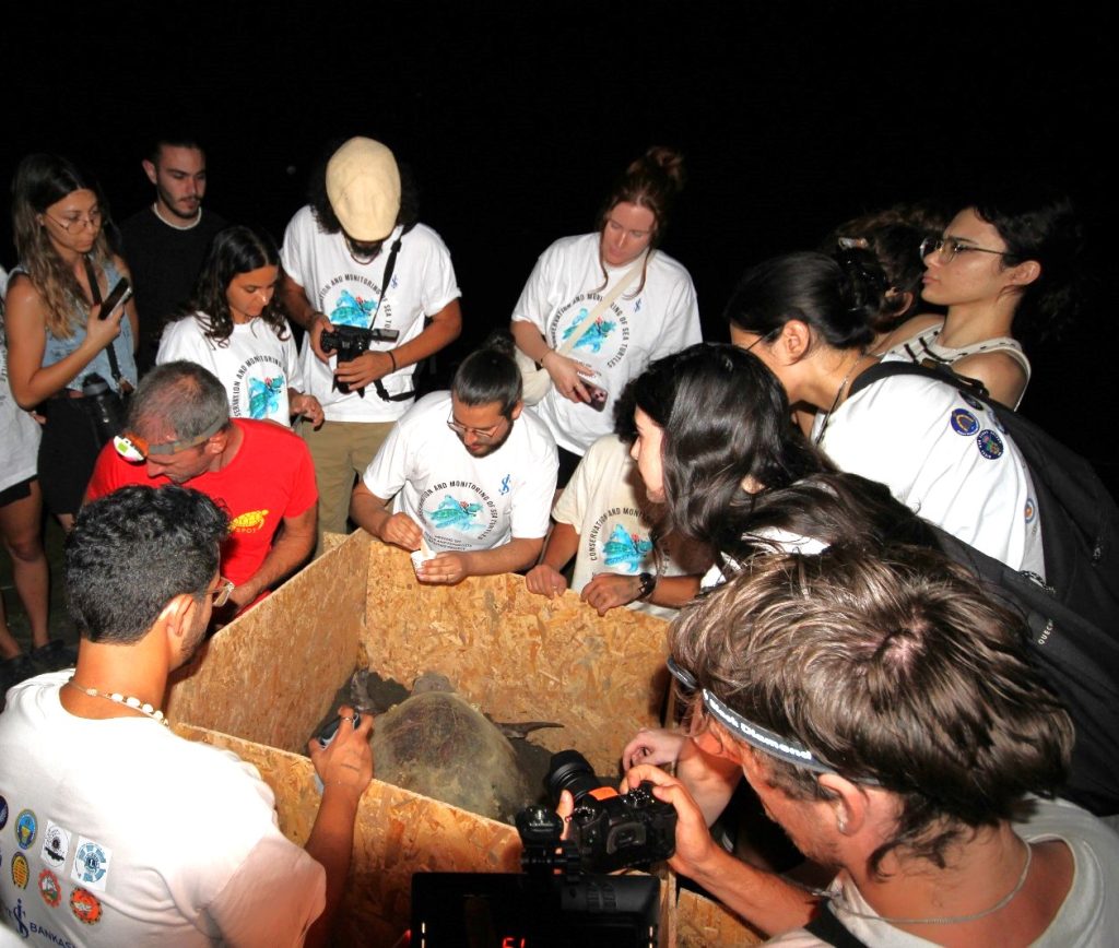 Caretta Caretta kaplumbağalarına uydu vericisi takıldı – BRTK