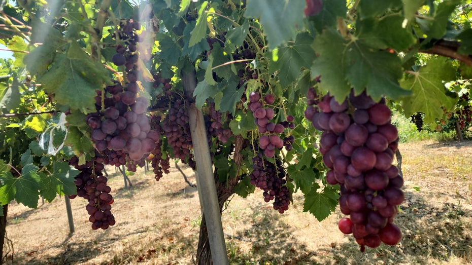 TAE, bağcılığın geliştirilebilmesi amacıyla 6’sı yeni 12 sofralık üzüm çeşidini denemeye aldı – BRTK