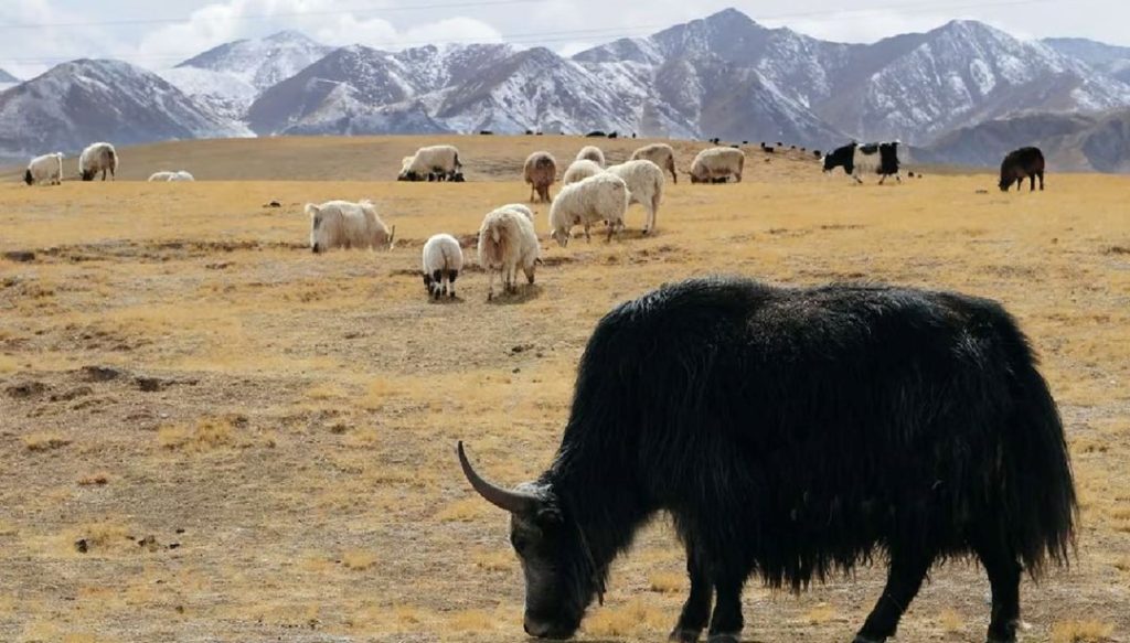 Çinli bilim insanları sezaryenle klon yak dünyaya getirdi – Son Dakika Teknoloji Haberleri