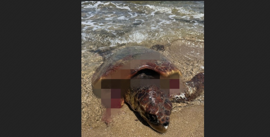Sahillerdeki başıboş köpekler deniz kaplumbağaları için büyük tehdit – BRTK