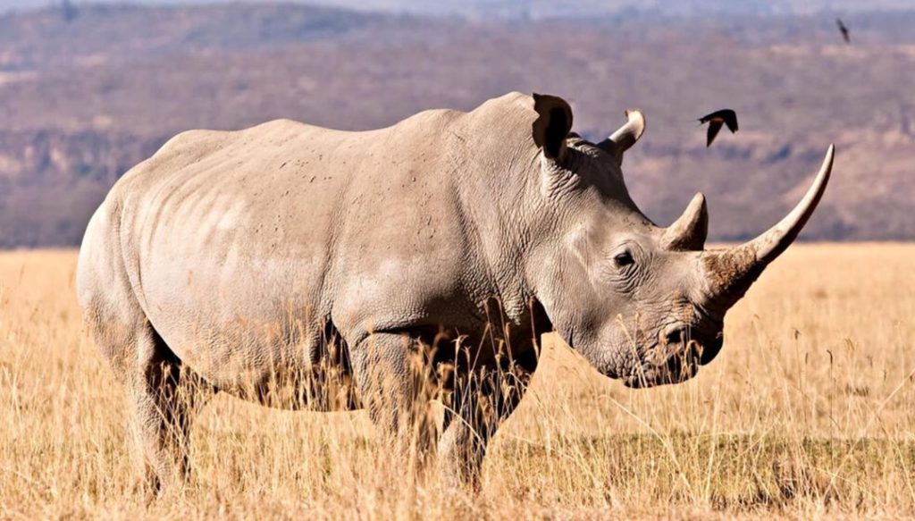 Çığır açıcı adım: 24 milyon yıllık fosillerden protein çıkarıldı – Son Dakika Teknoloji Haberleri