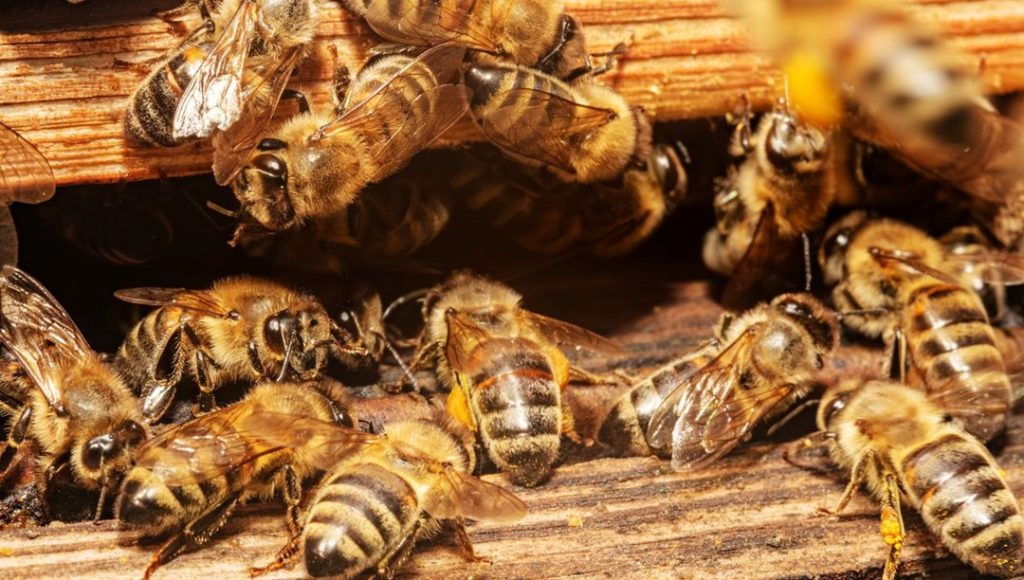 Çin’in yeni silahı: Uzaktan kumandalı casus arılar – Son Dakika Teknoloji Haberleri