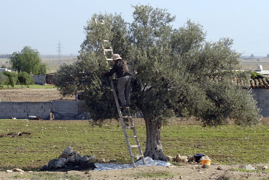 Lefke’de erkenci zeytin hasadı ile harup hasadı 25 Ağustos’ta, yerli zeytin hasadı ise 8 Eylül’de – BRTK