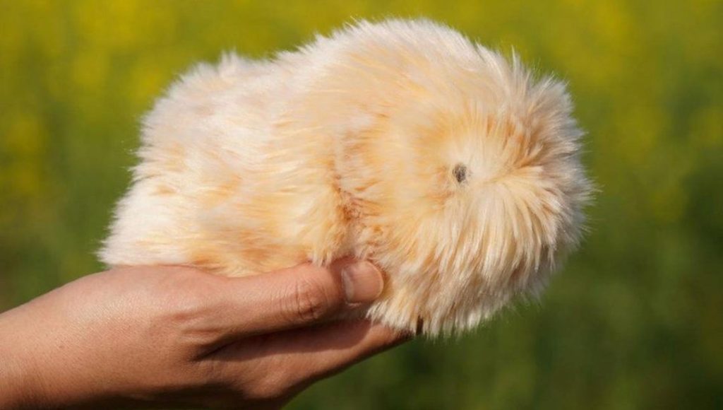 Japonya’da robot hayvan çılgınlığı: “4 milyon kişiliği var” – Son Dakika Teknoloji Haberleri