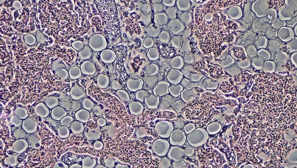 Laboratuvarda ilk canlı insan derisi geliştirildi – Son Dakika Teknoloji Haberleri