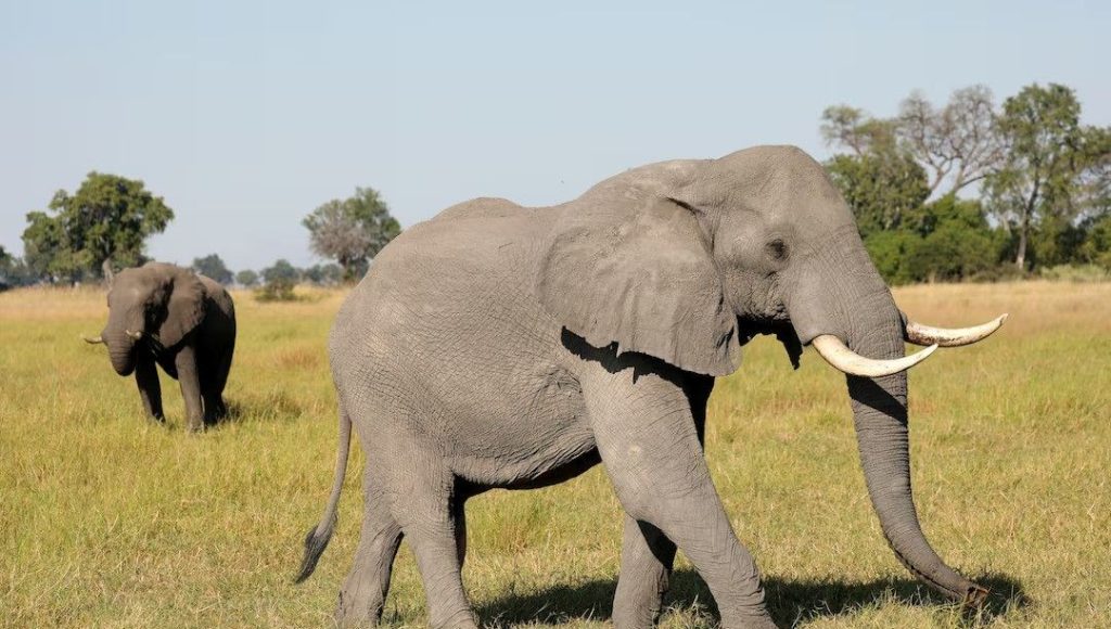Filler insanlarla yıllardır iletişim kurmaya çalışıyormuş – Son Dakika Teknoloji Haberleri