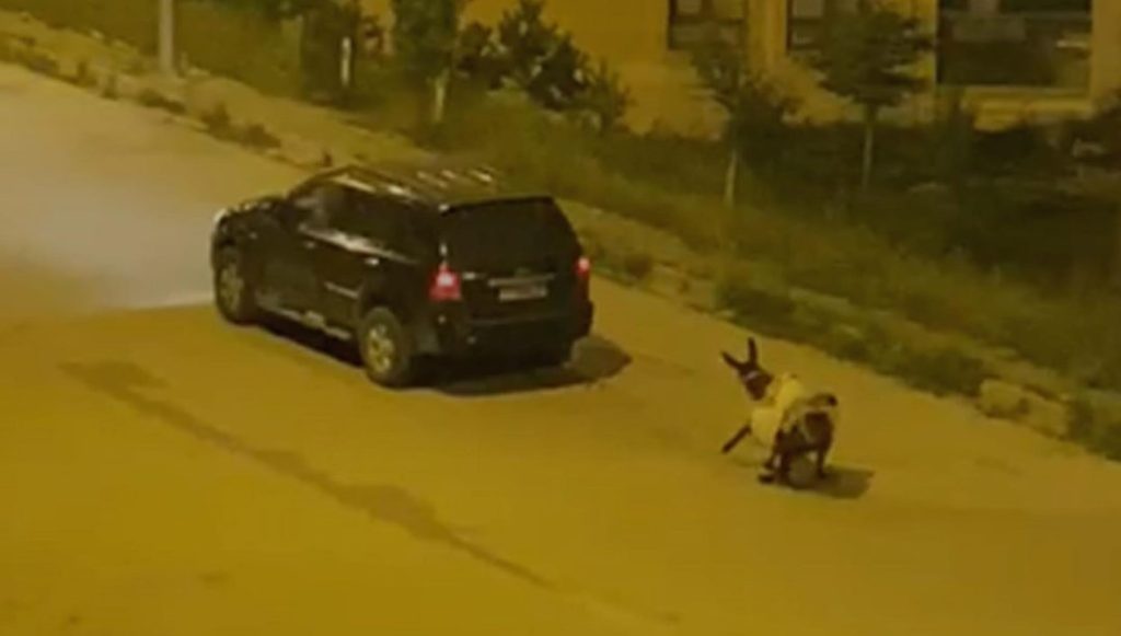 Eşeği otomobilin arkasında sürükledi – Son Dakika Türkiye Haberleri