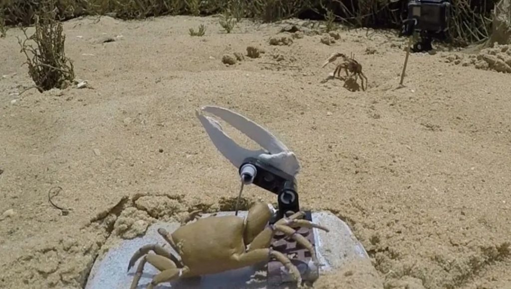 Robotlar ve canlılar arasında savaş başladı: Robot yengeç parçalara ayrıldı – Son Dakika Teknoloji Haberleri