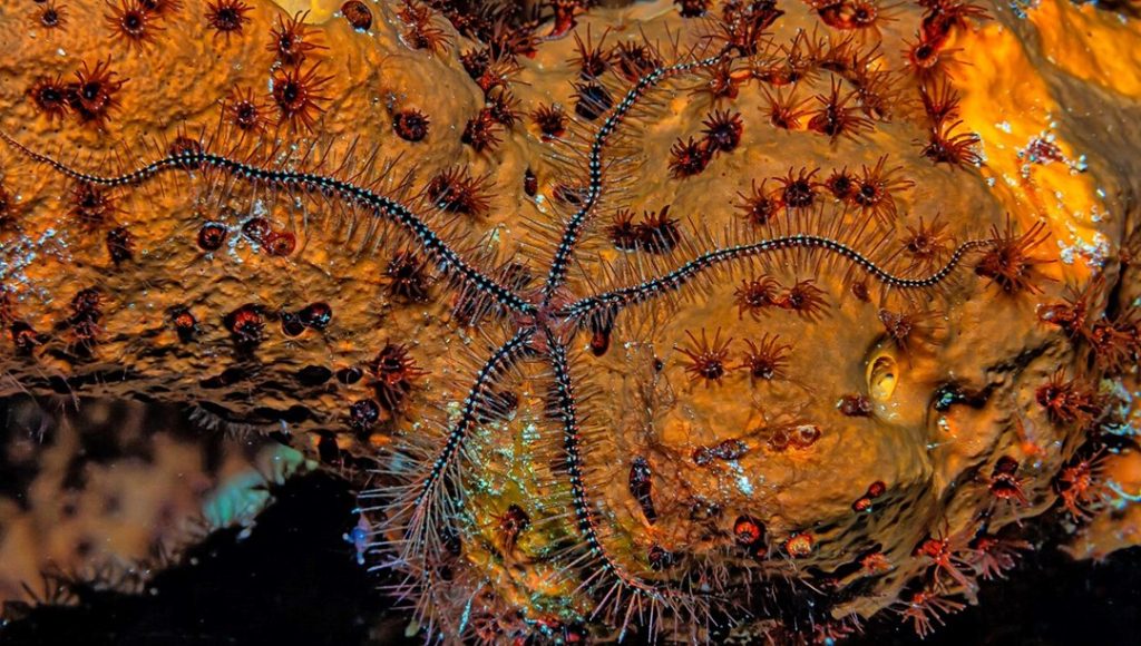 Derin denizlerde gizli bir “süper otoyol” keşfedildi – Son Dakika Dünya Haberleri