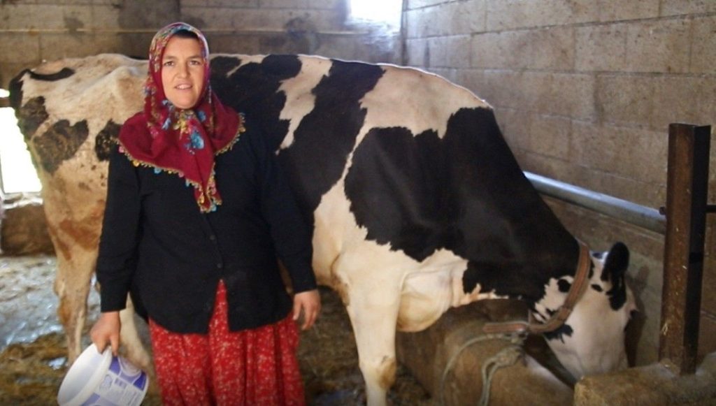 2 inekle başladı, sayıyı 17’ye çıkardı: Sıfır kilometre otomobil sahibi oldu – Son Dakika Türkiye Haberleri