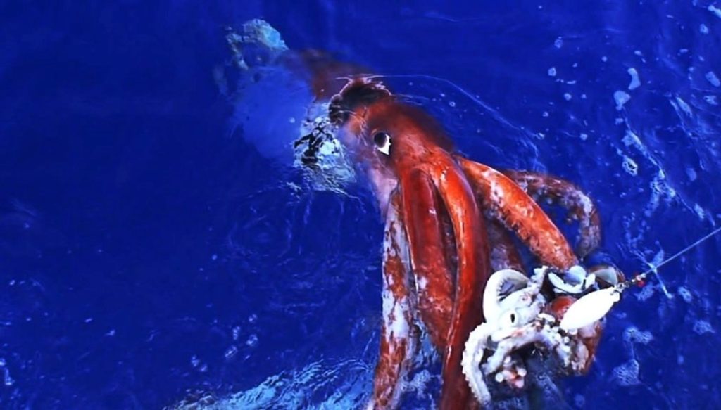 Mürekkep balıkları, çocuklara yönelik zeka testini geçti – Son Dakika Teknoloji Haberleri