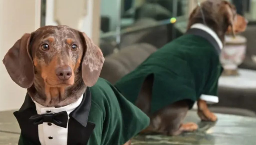 Köpeklerde keşfedilen “gizemli moleküller” yaşlanmanın sırrını çözebilir